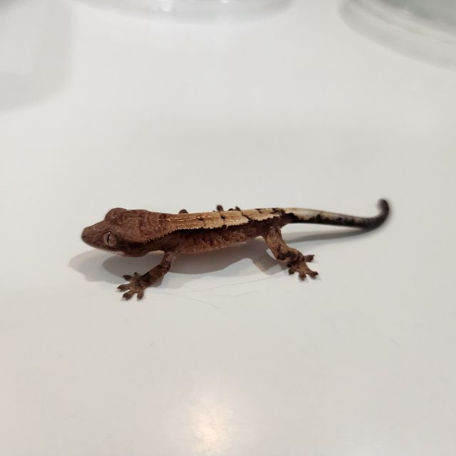 세이블