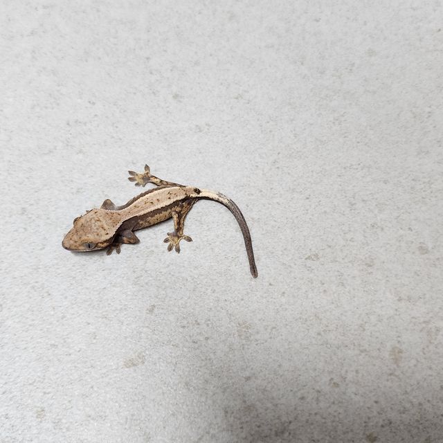 세이블