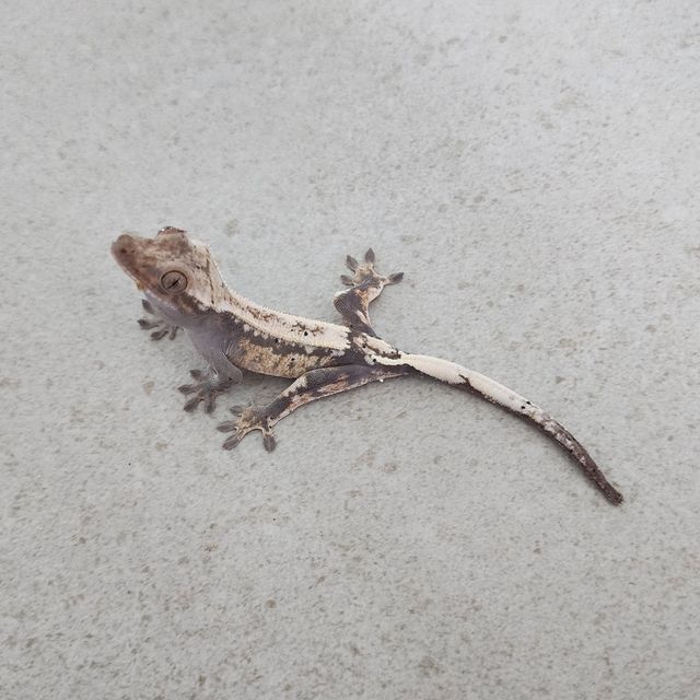 세이블
