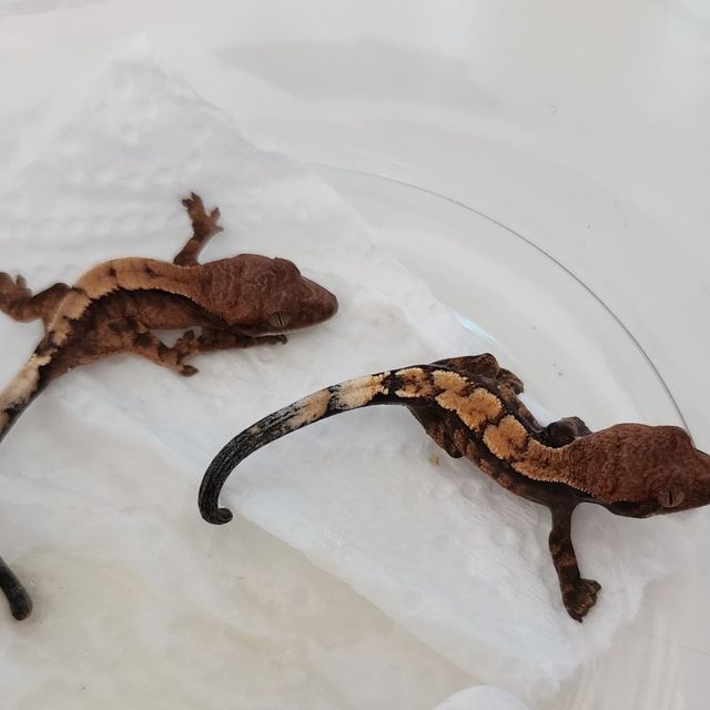 세이블