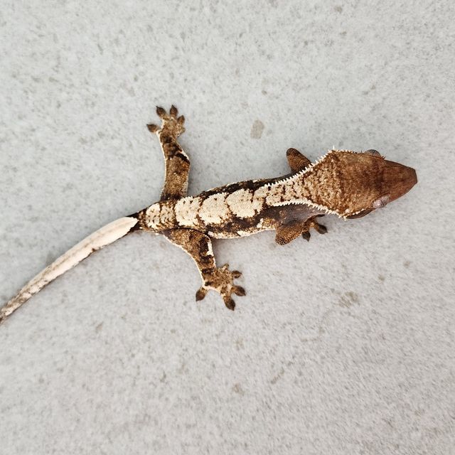 트라이