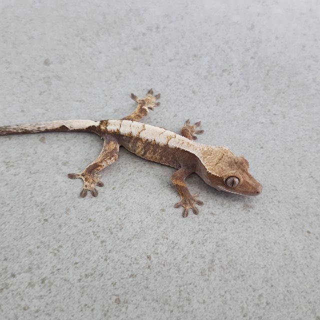 세이블
