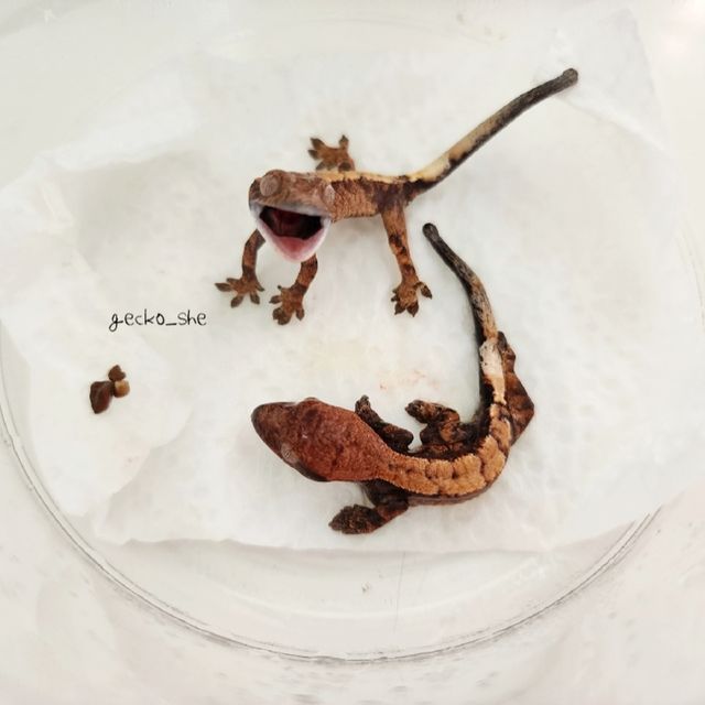 세이블