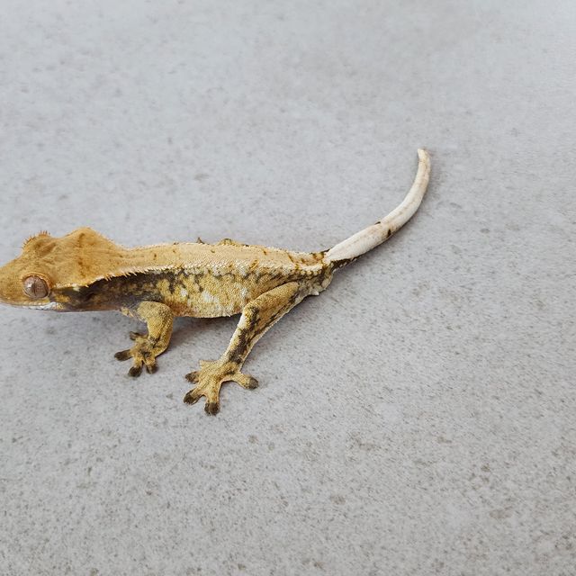 트라이
