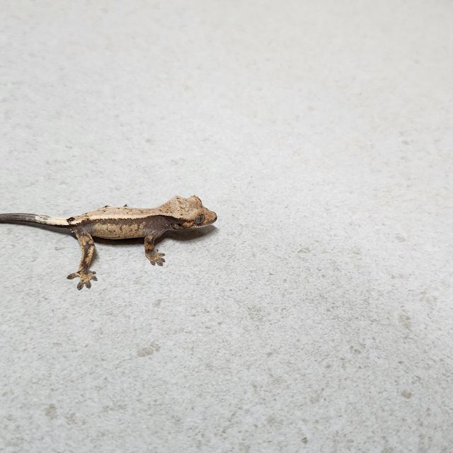 세이블