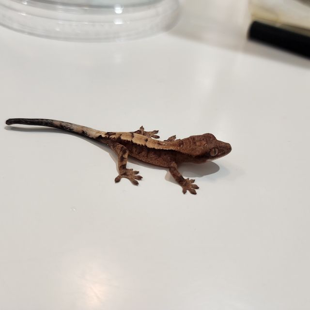세이블