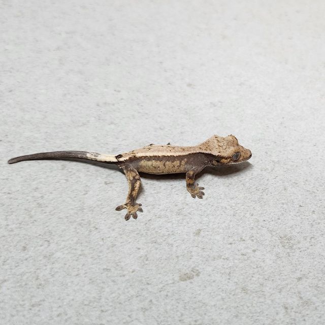 세이블