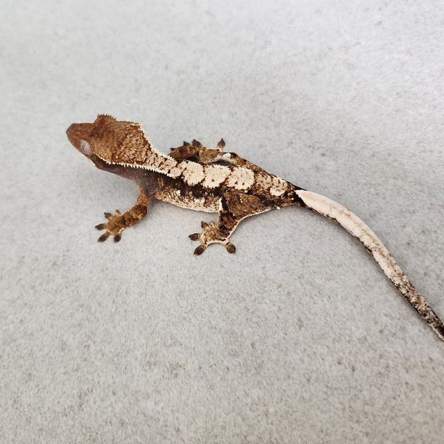 트라이