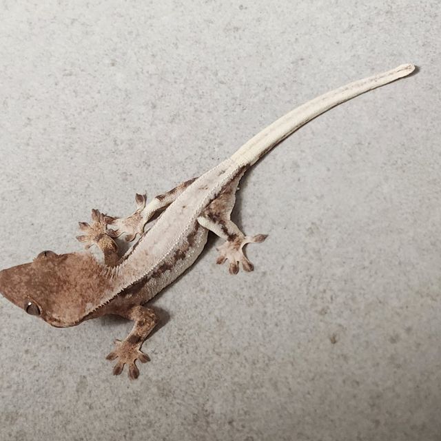 릴리 세이블