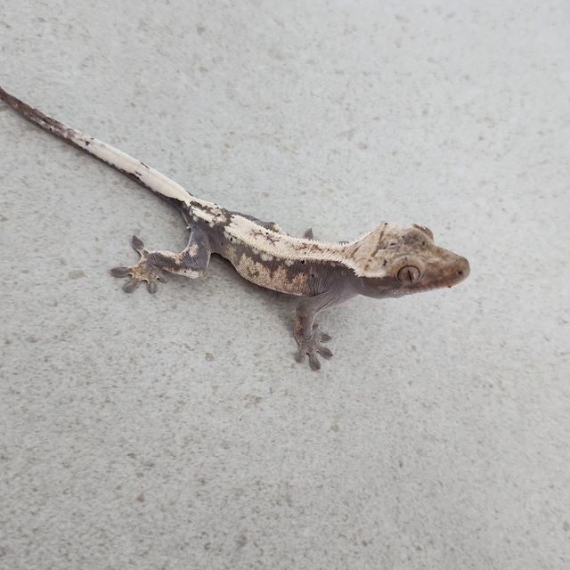 세이블