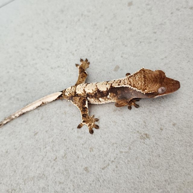 트라이