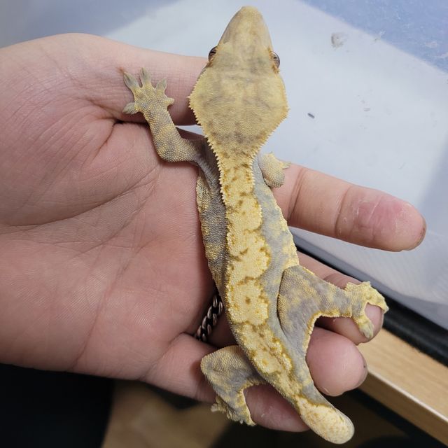 할리퀸