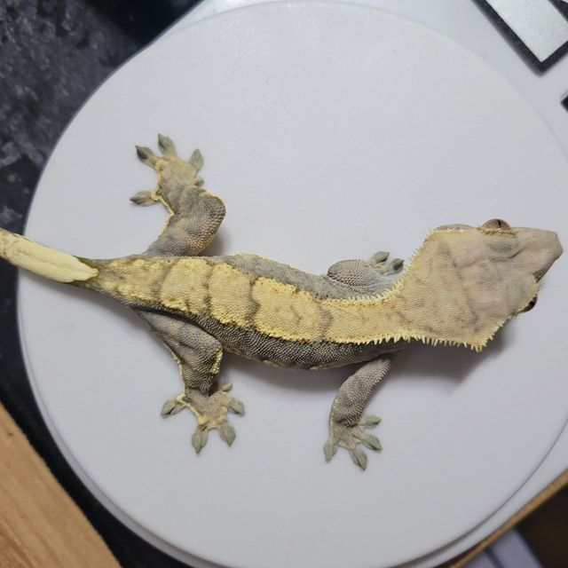할리퀸