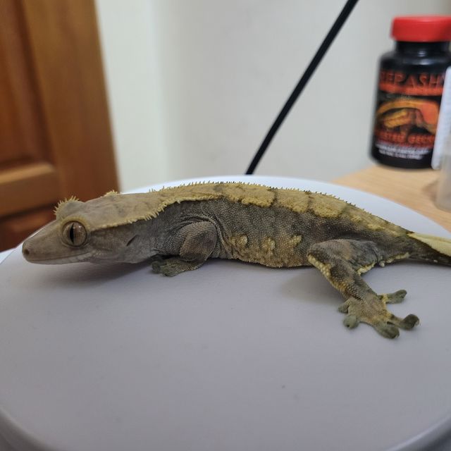 할리퀸