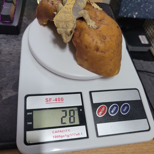 할리퀸