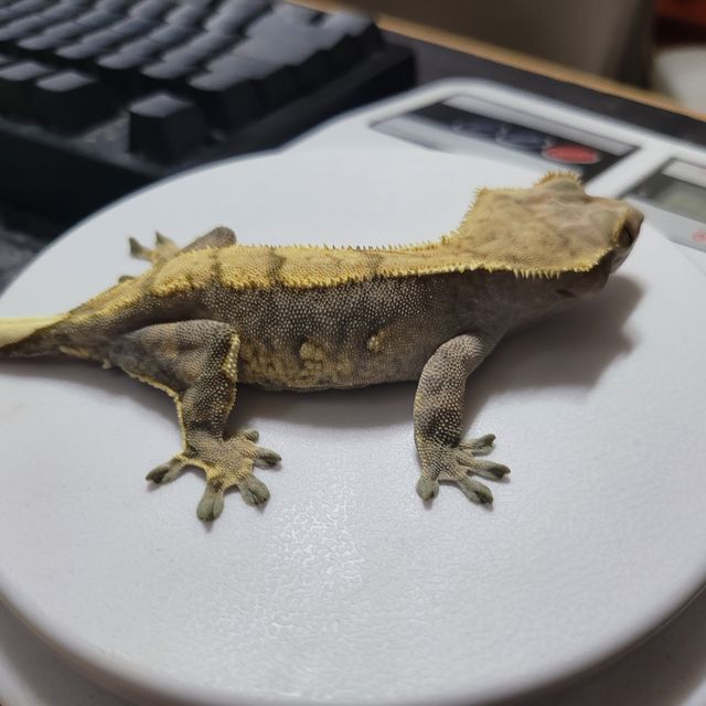 할리퀸