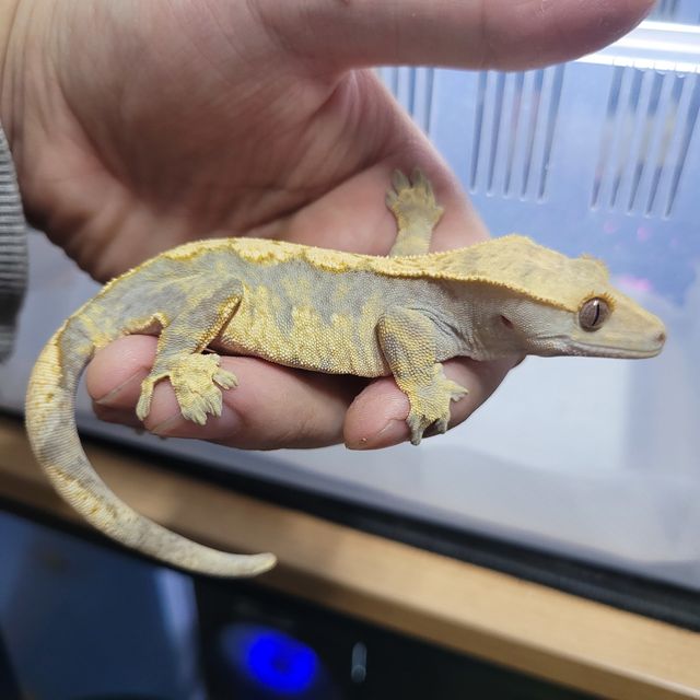 할리퀸