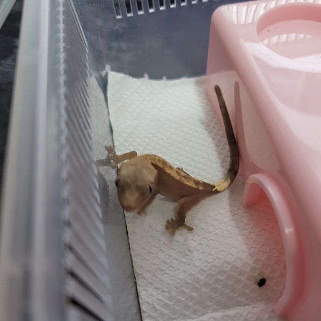 카푸치노