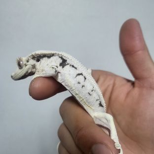 벨라