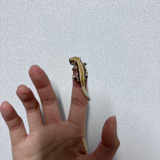 릴리화이트