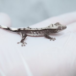 Axanthic