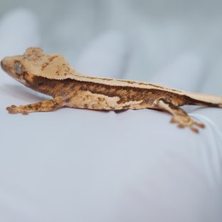 한신x스노우