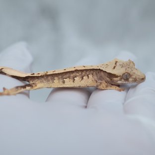 Drippy White Spot 100% Het Axanthic