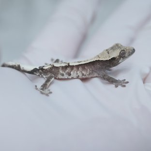 백두산x헷유순