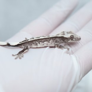 Axanthic