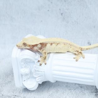 드리피 화이트스팟