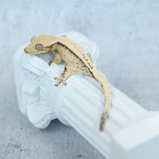 솔리드백 세이블