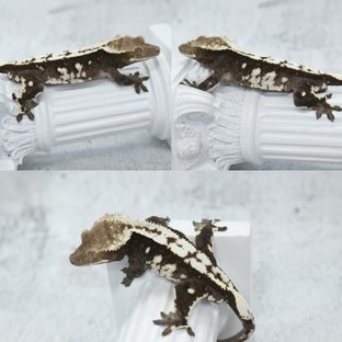 장비