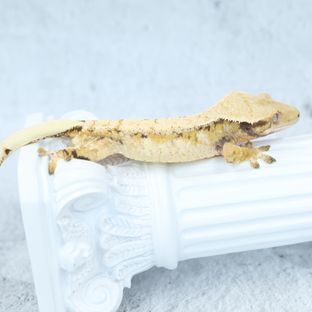드리피 화이트스팟 트라이