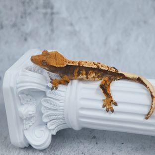 트라이 익스트림할리퀸
