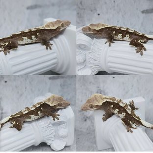 조자룡