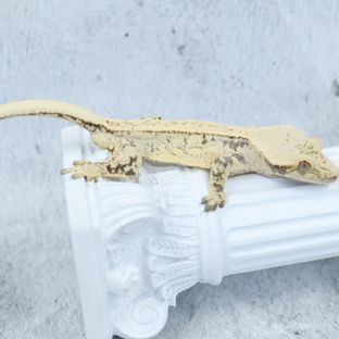 드리피 화이트스팟