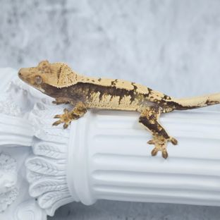 드리피 화이트스팟