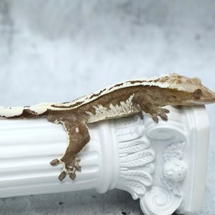 한신 라인