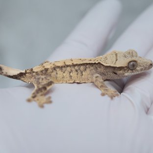 Drippy White Spot 100% Het Axanthic