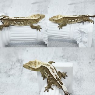 한신
