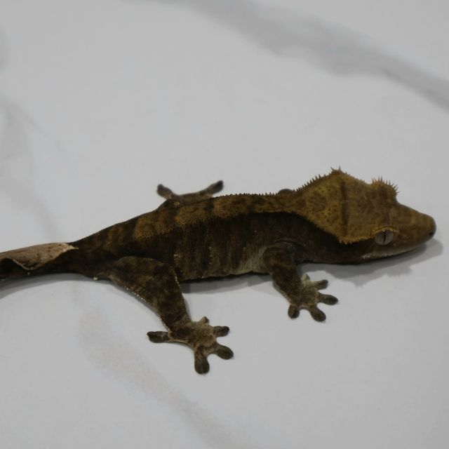 블랙 챠콜