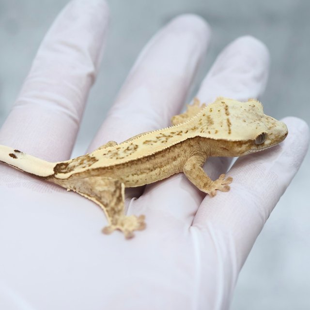Drippy 100% Het Axanthic