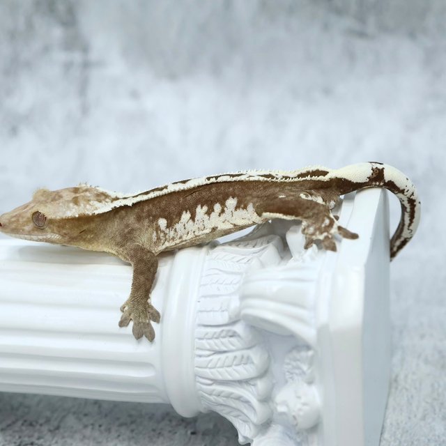 Super Stripe Axanthic