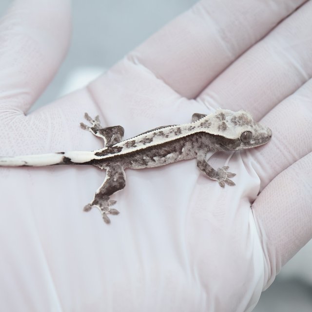 Axanthic