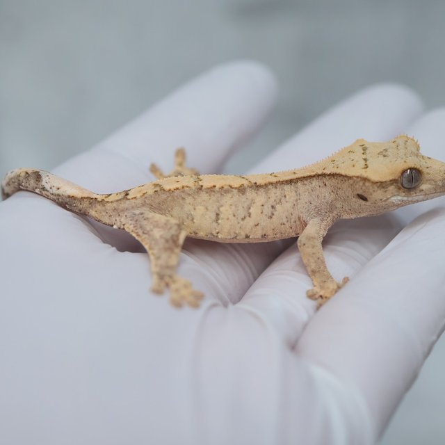 Drippy White Spot 100% Het Axanthic