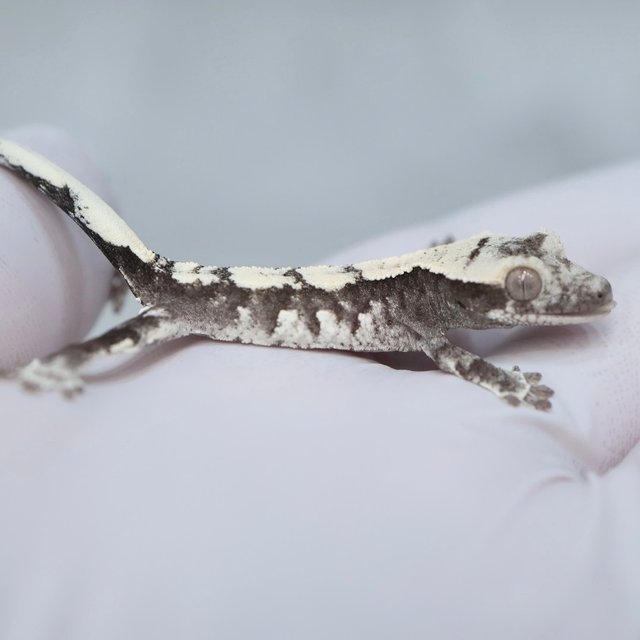 Axanthic
