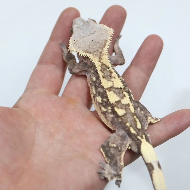 트라이 세이블
