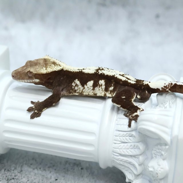 Drippy Axanthic