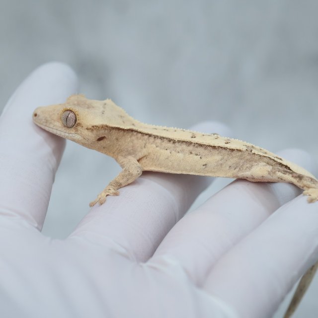 100% Het Axanthic Drippy