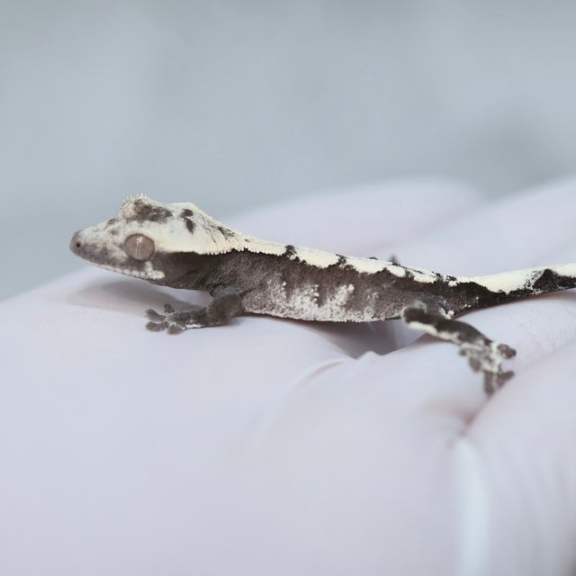 Axanthic
